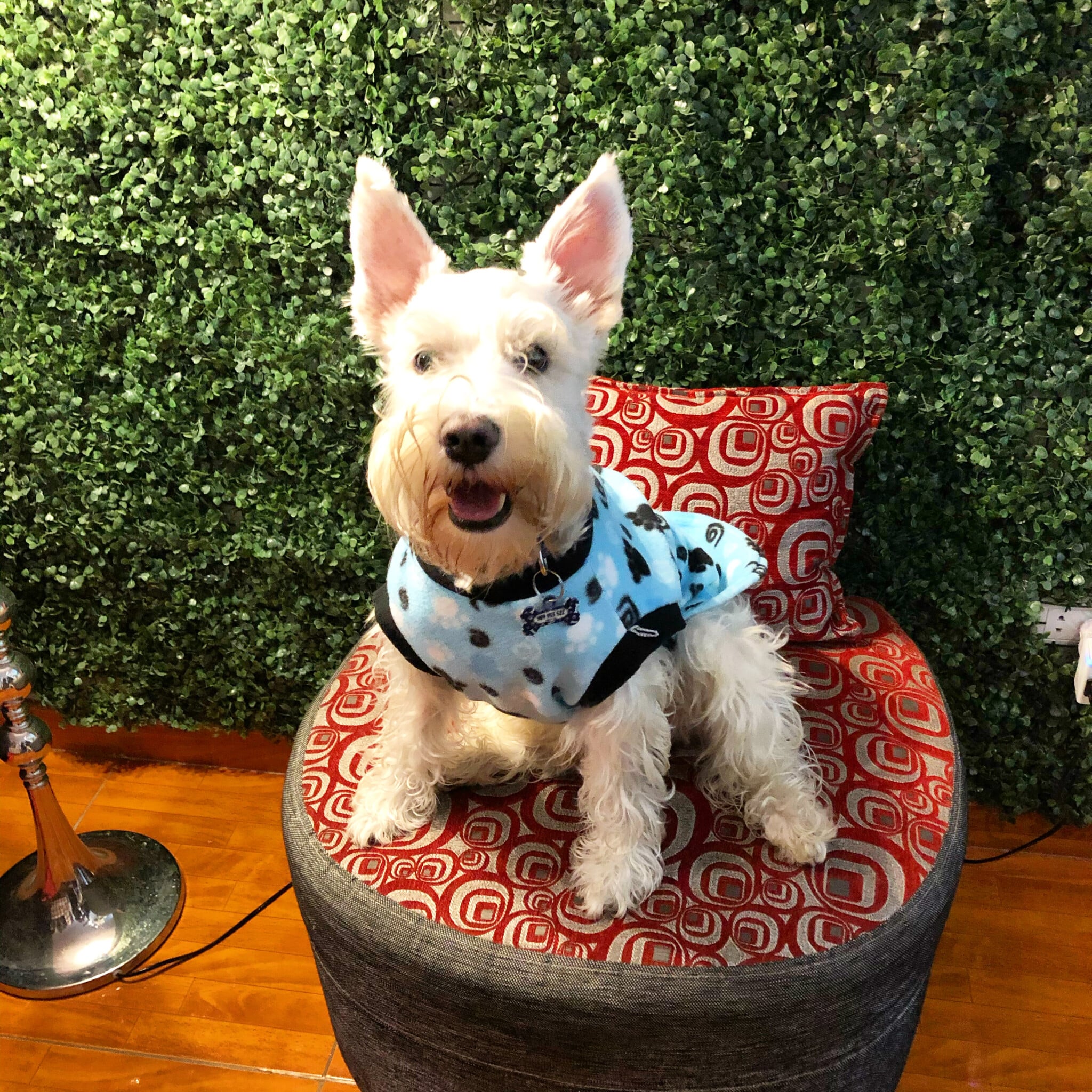 Zeus the dog looking dapper in a jacket