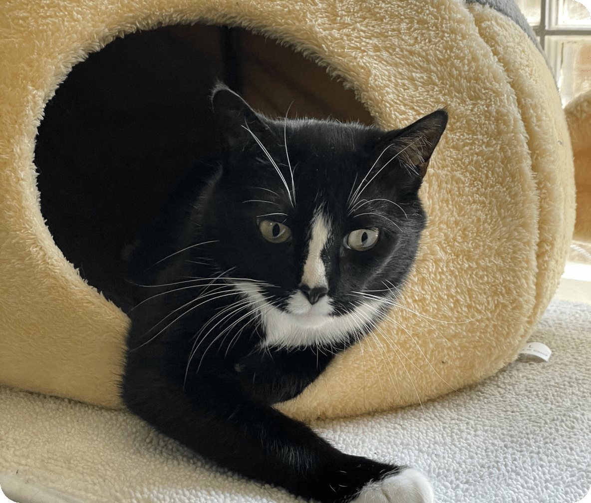 Black cat with white stripe down their nose and on their chest sits inside a fuzzy cat hut.