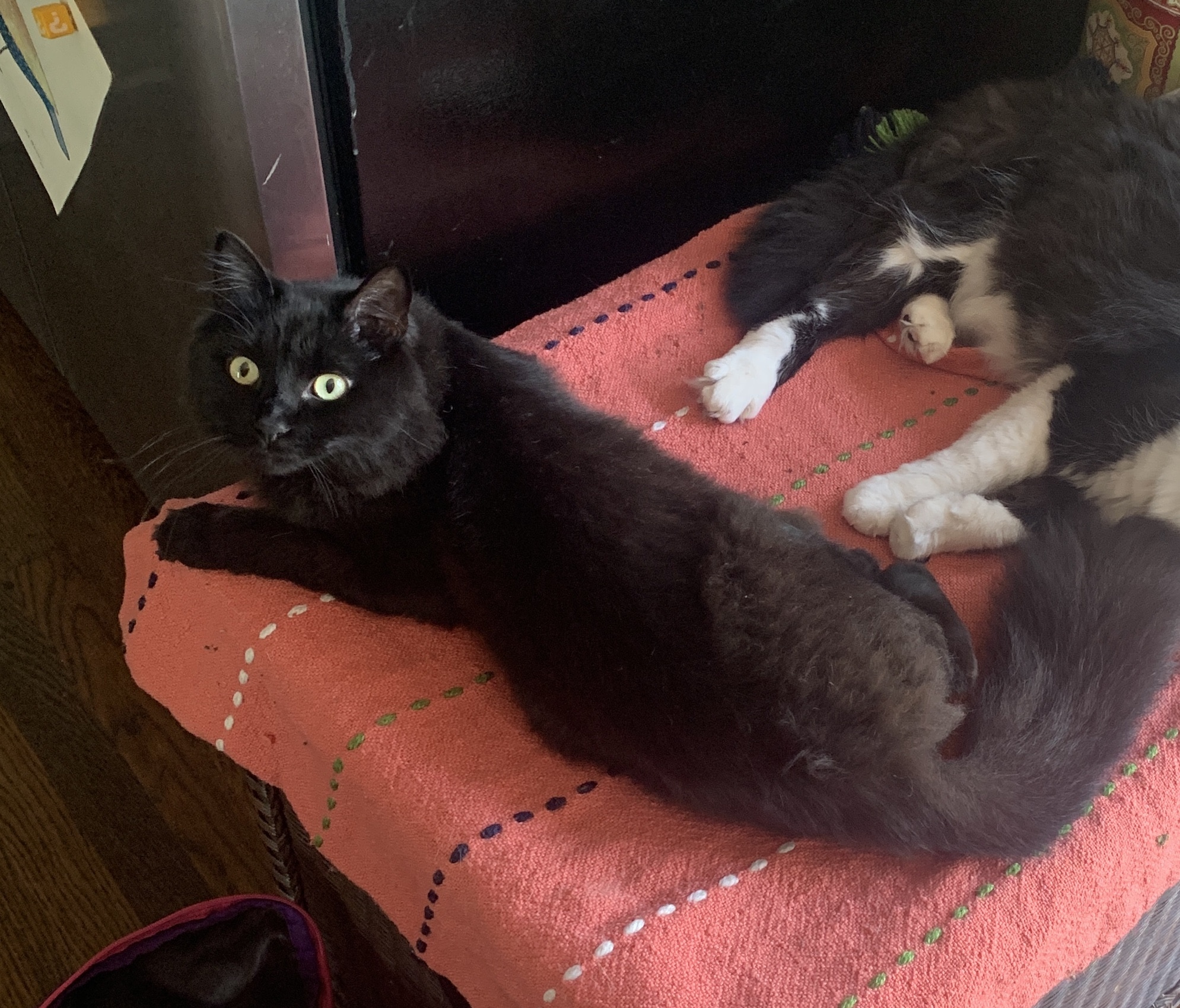 Egon the cat cuddling with a cat sibling