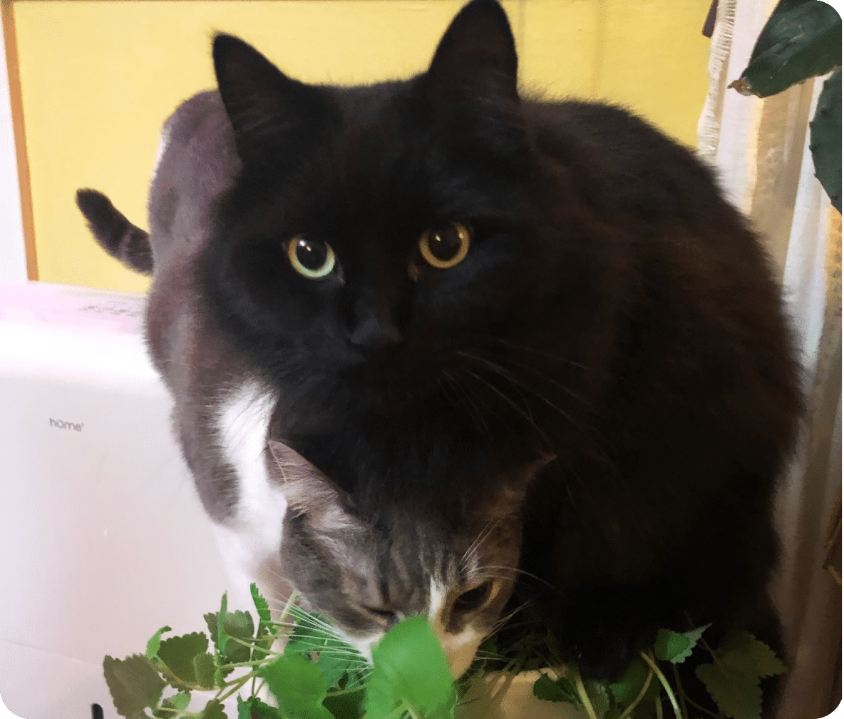 An all black cat with brown eyes sits looking ahead with a grey and white cat snuggling under it.