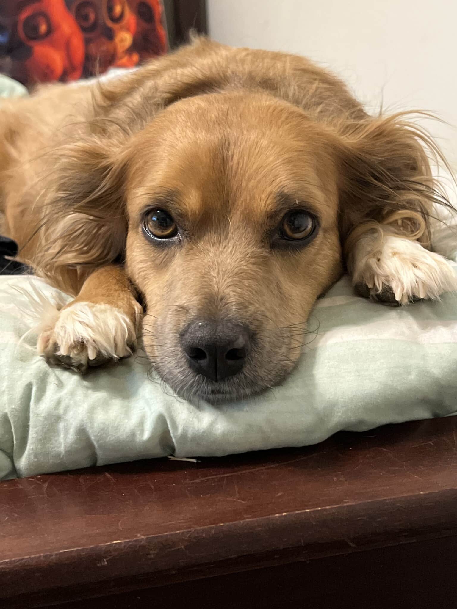 Small, furry brown dog looking directly at the camera