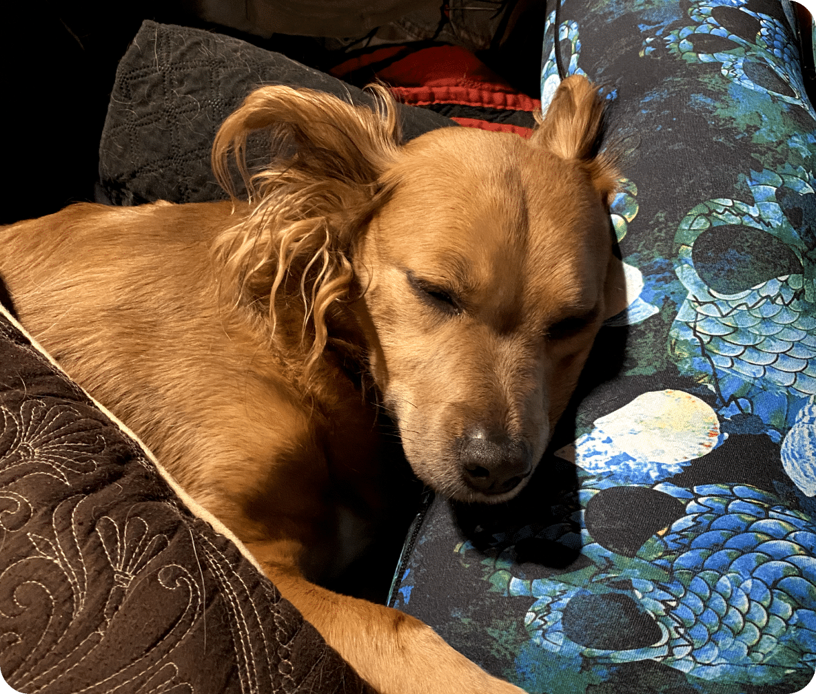 A medium sized tan dog lays their head on a lap, with a brown blanket covering them.