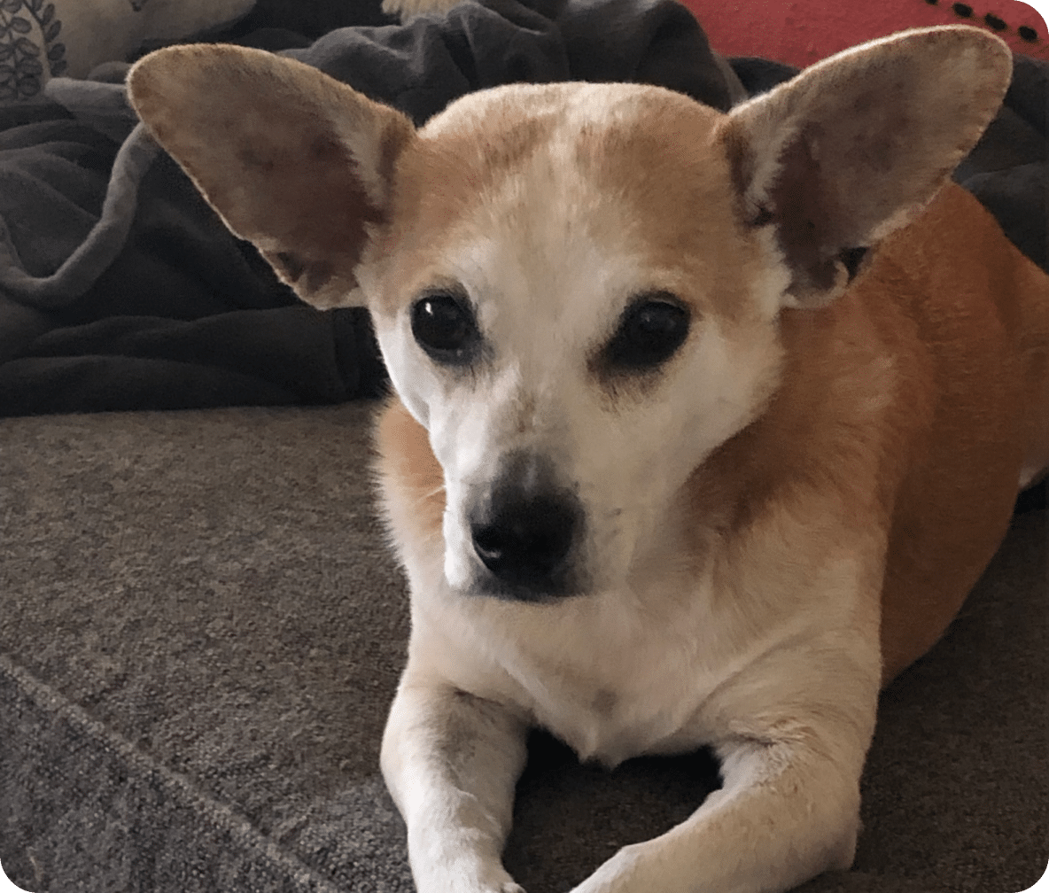 A small white and tan dog lays on a couch with their ears perked up and to the side.