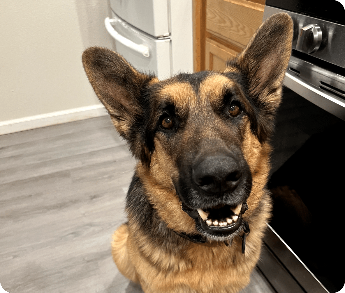 A black and tan large dog smiles at the camera as their ears perk up, sitting in a kitchen.