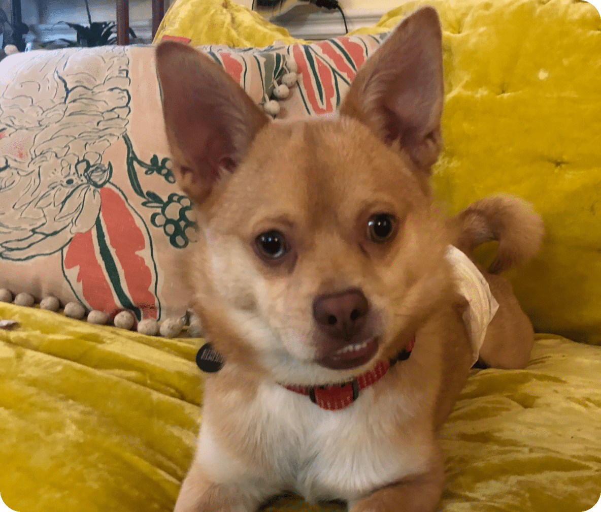 A pet named Jackie A small tan and white dog looks ahead with their bottom teeth showing as they lay on a yellow couch.
