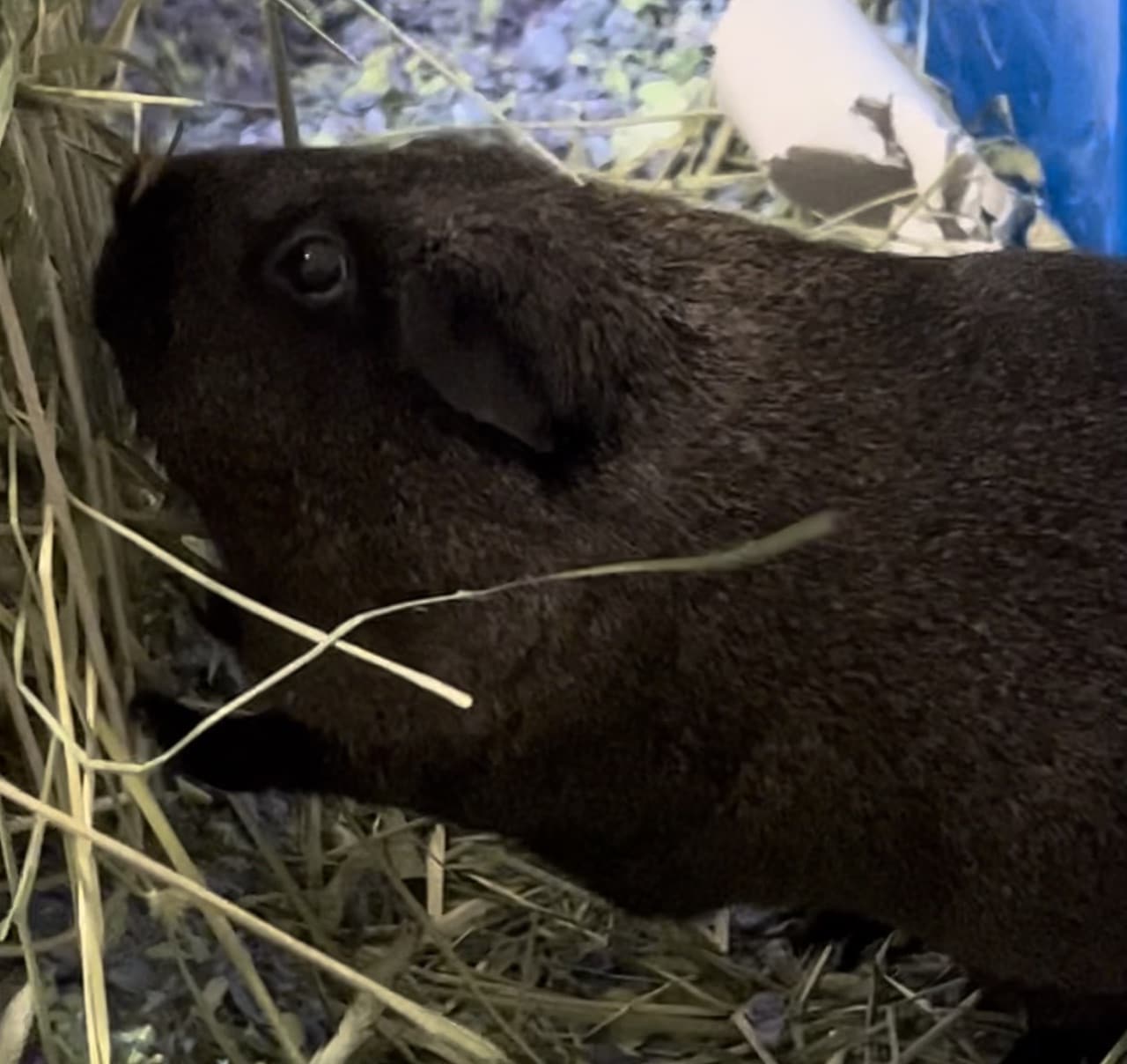 Black guinea pig munches on some delicious treats