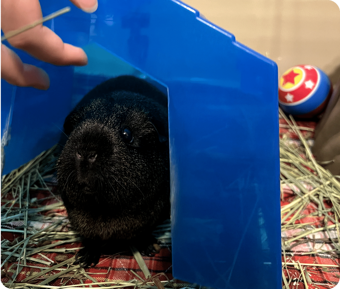 A black guinea pig looks out from their blue hut, with hay scattered under them.