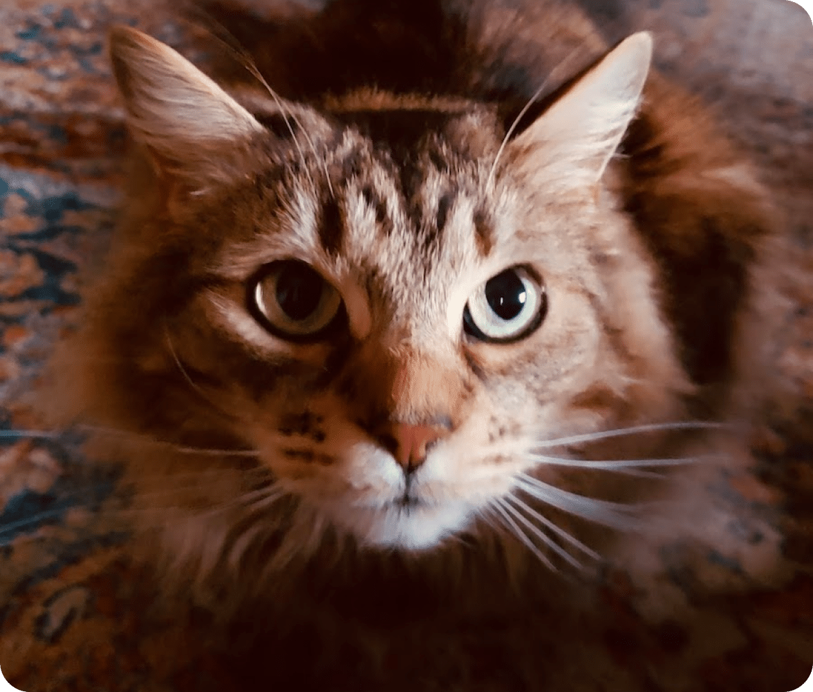 A black, brown and grey colored cat looks at the camera.
