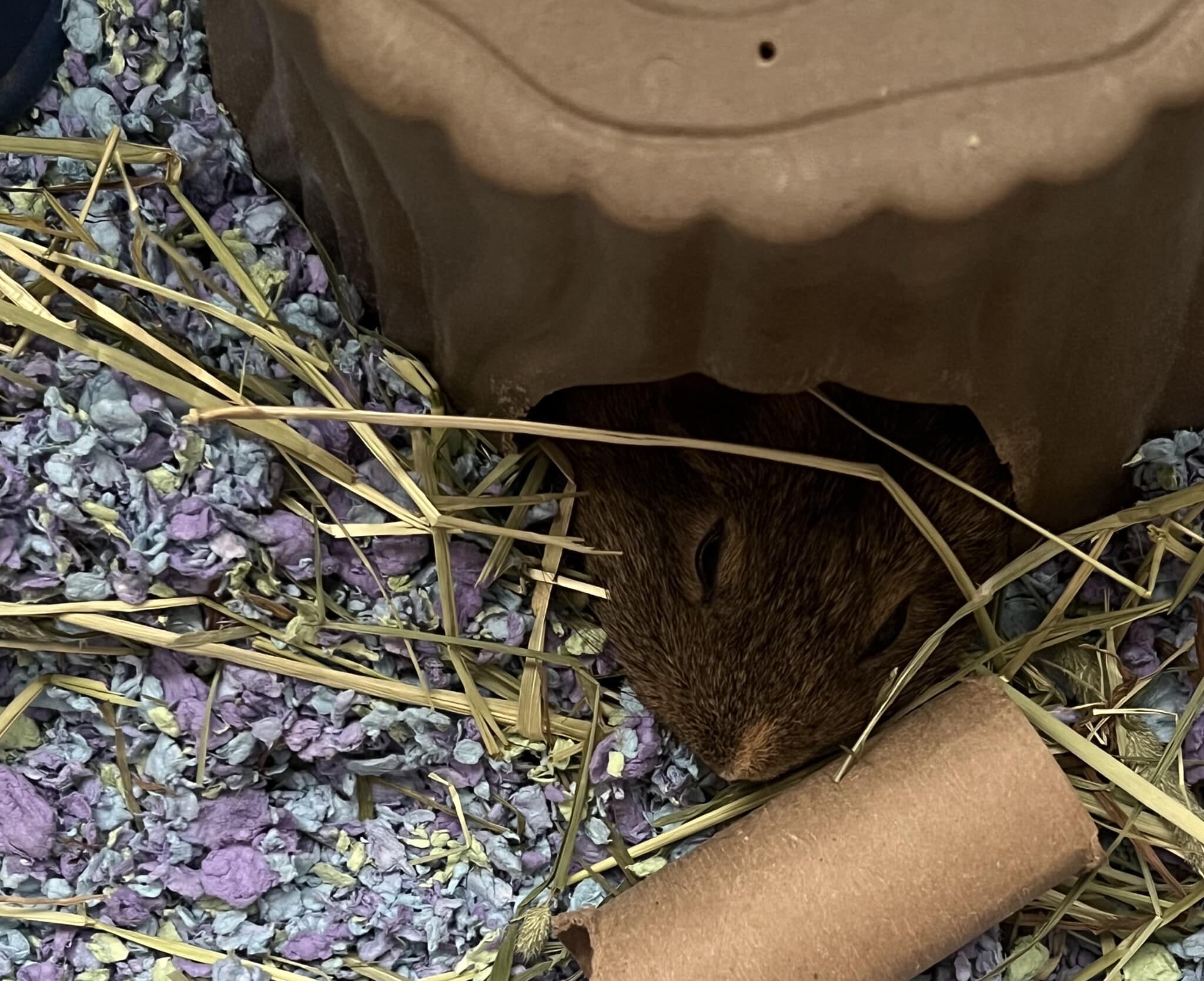 Small brown guinea pig hides in her bed