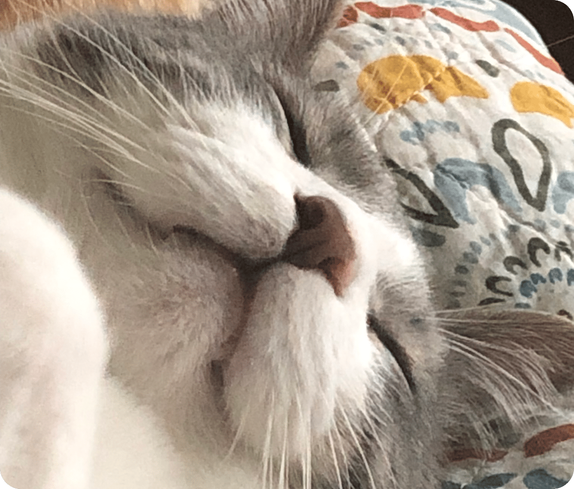 A white and grey cat lays on a colorful comforter as they sleep.