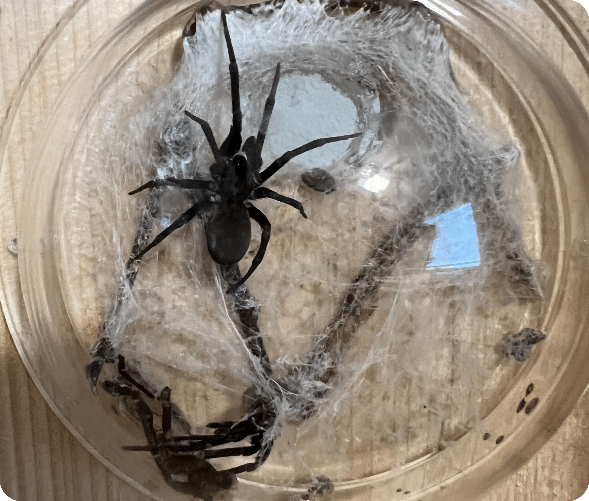 A southern house spider on their web that covers their habitat.