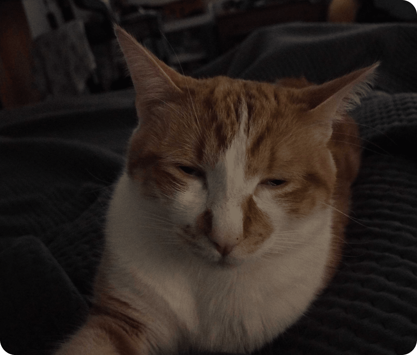 An orange and white cat lays down sleeping.