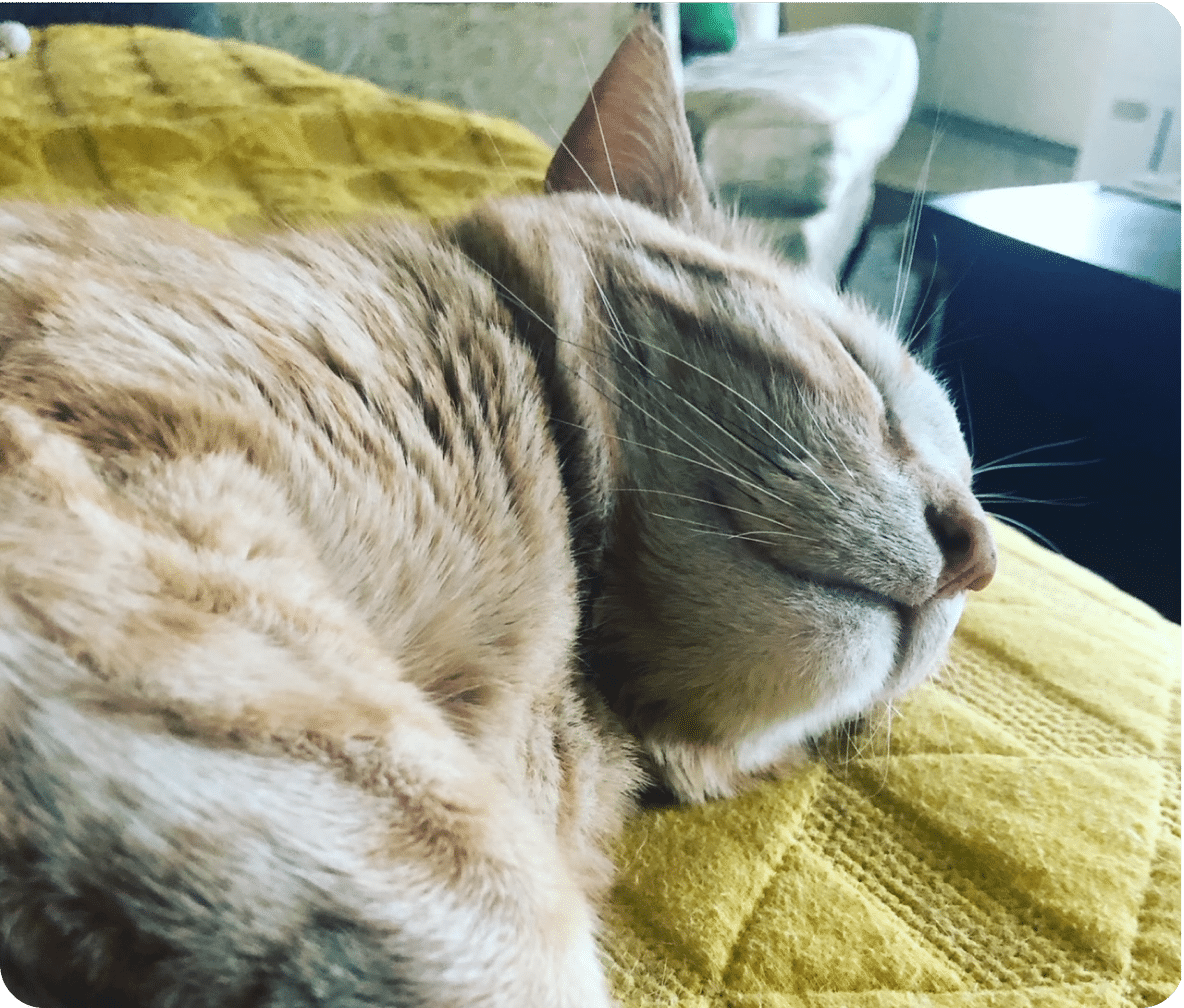 A brown striped cat lays on a yellow blanket, with eyes closed.