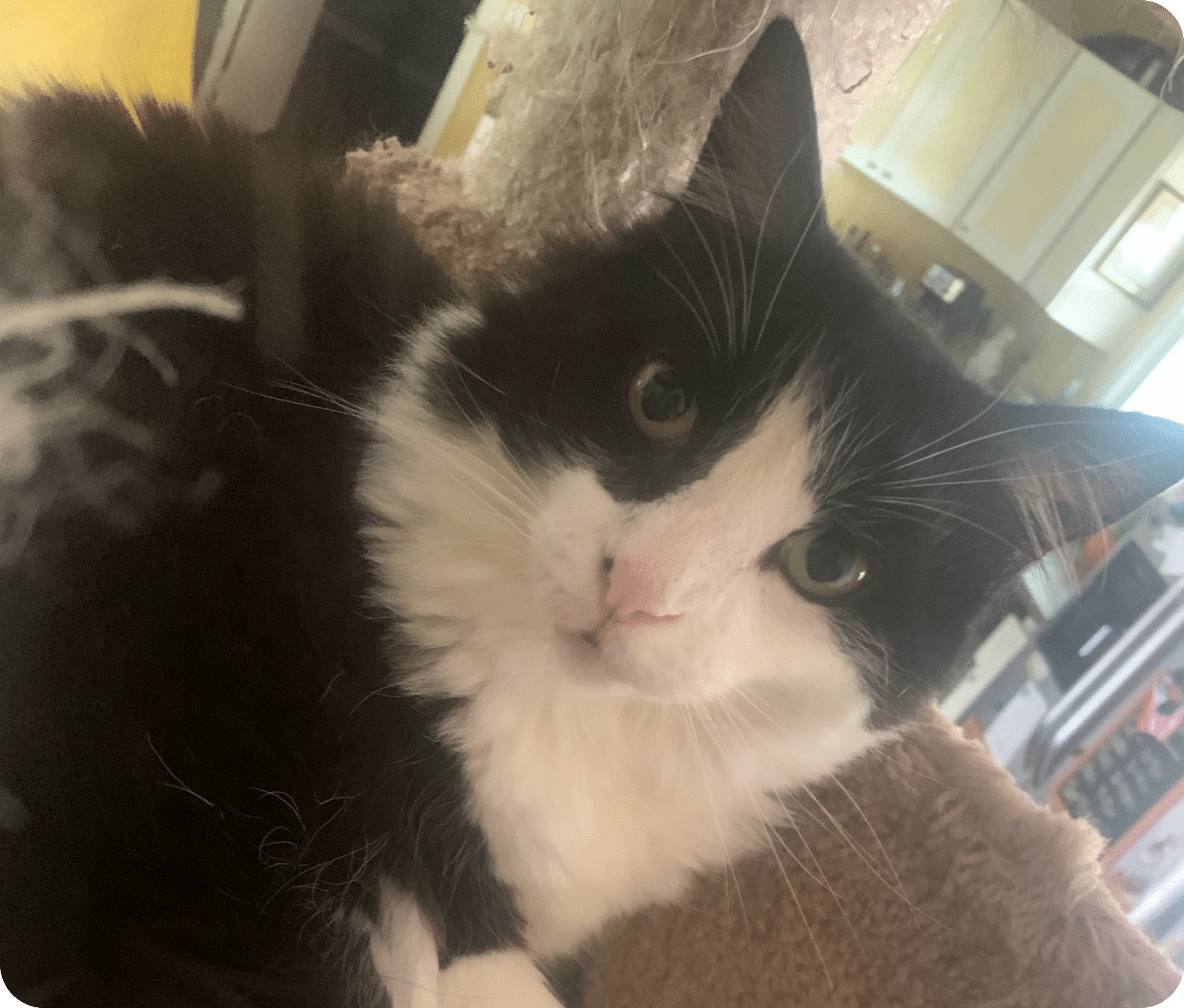 A black and white cat lays on their cat tower looking at the camera.