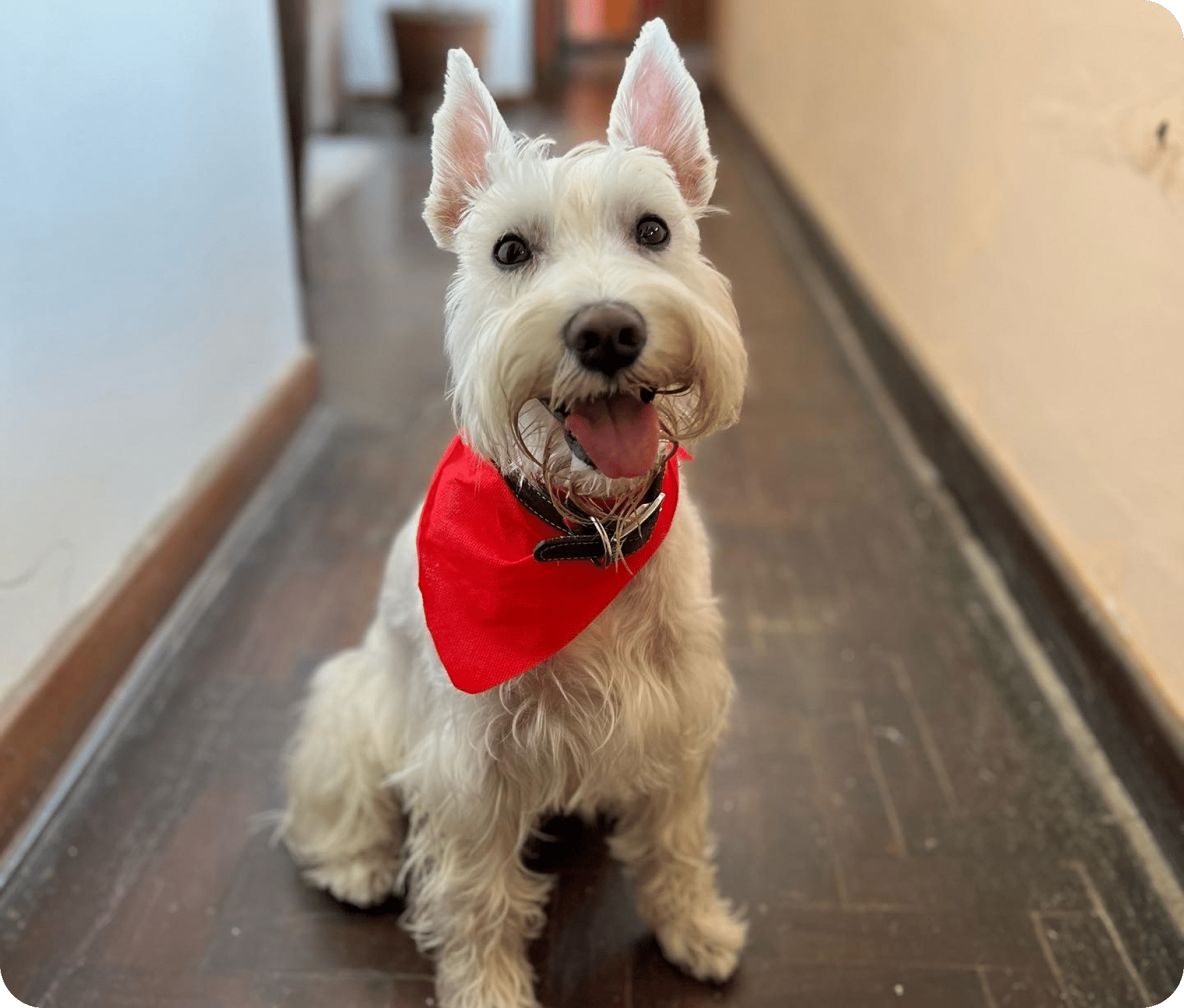 A small white dog wearing a red bandana, mouth open, and tongue out sitting in a hallway.