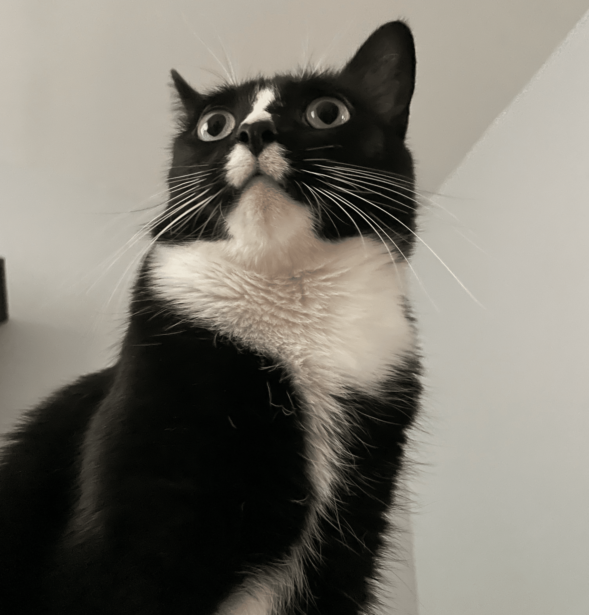 Batman the cat standing tall