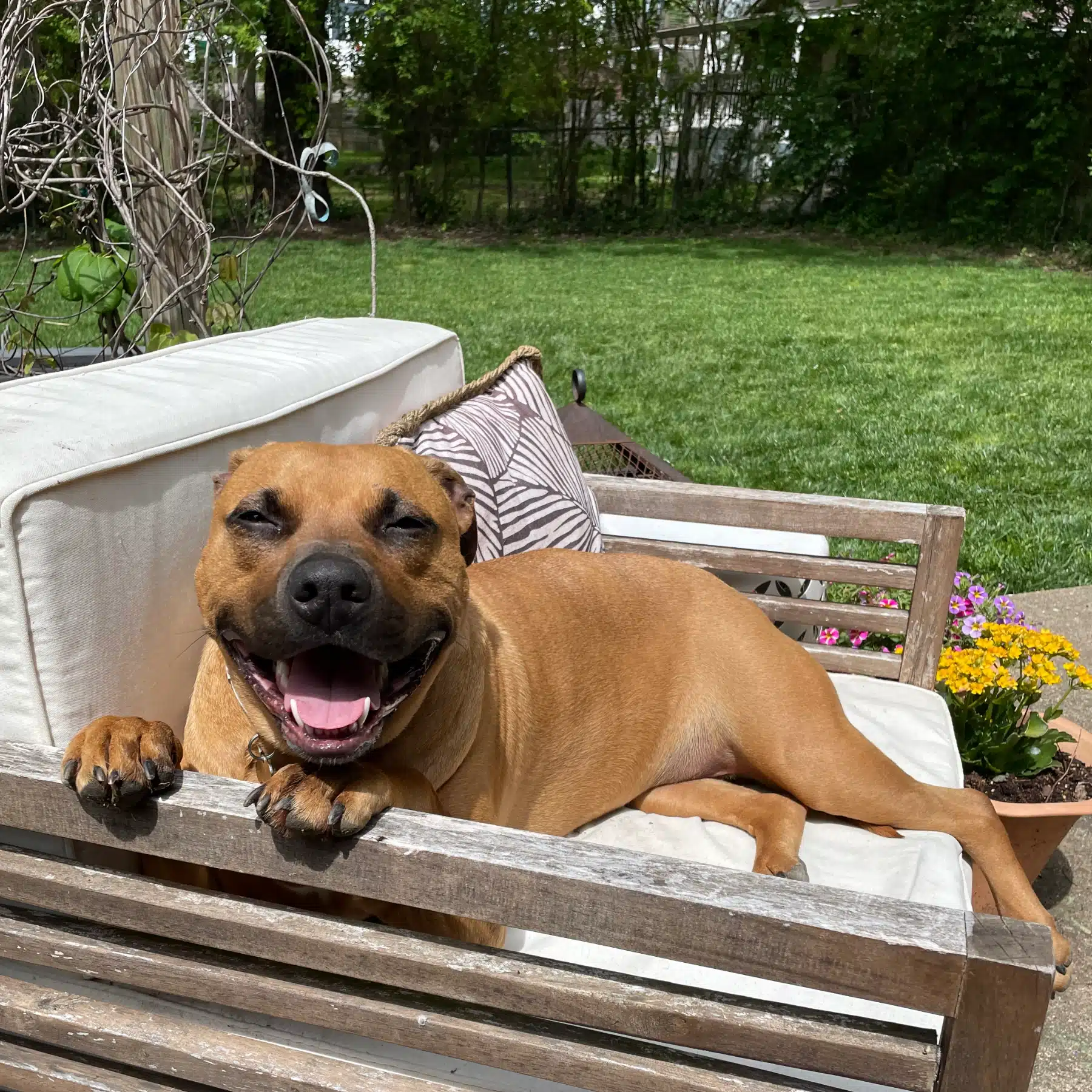A pet named Goldie