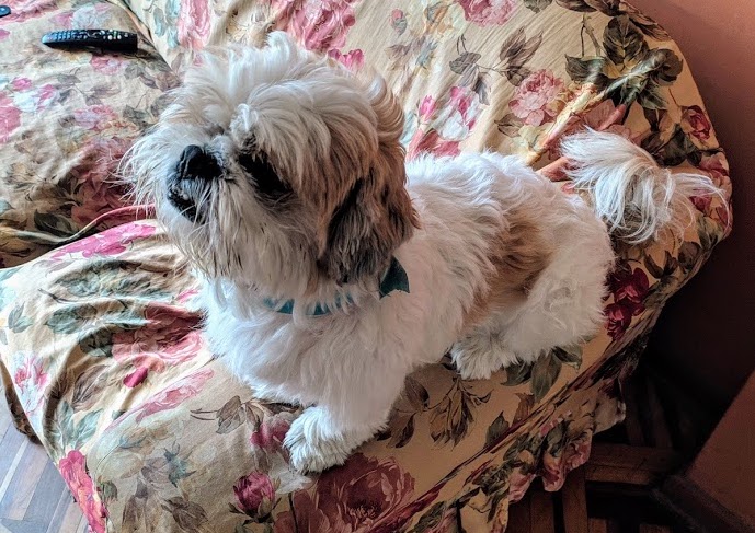 Shih Tau dog posing on a flowery sofa