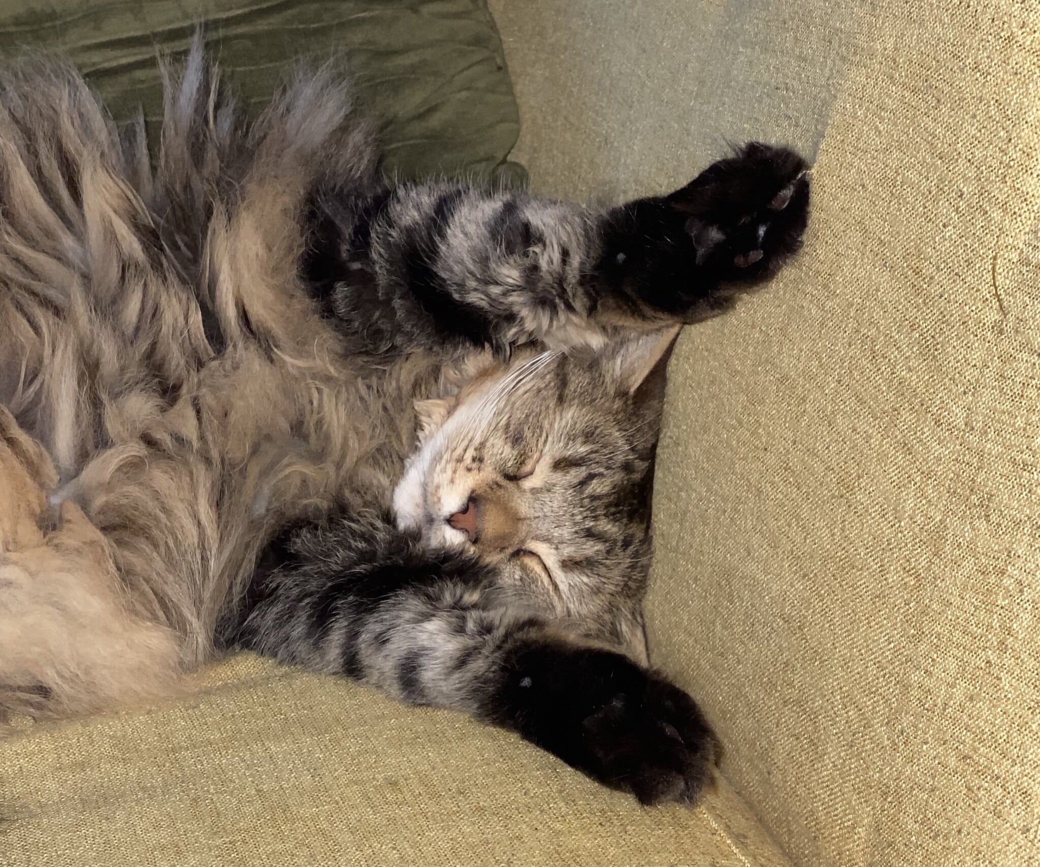 Merle the cat takes a big nap