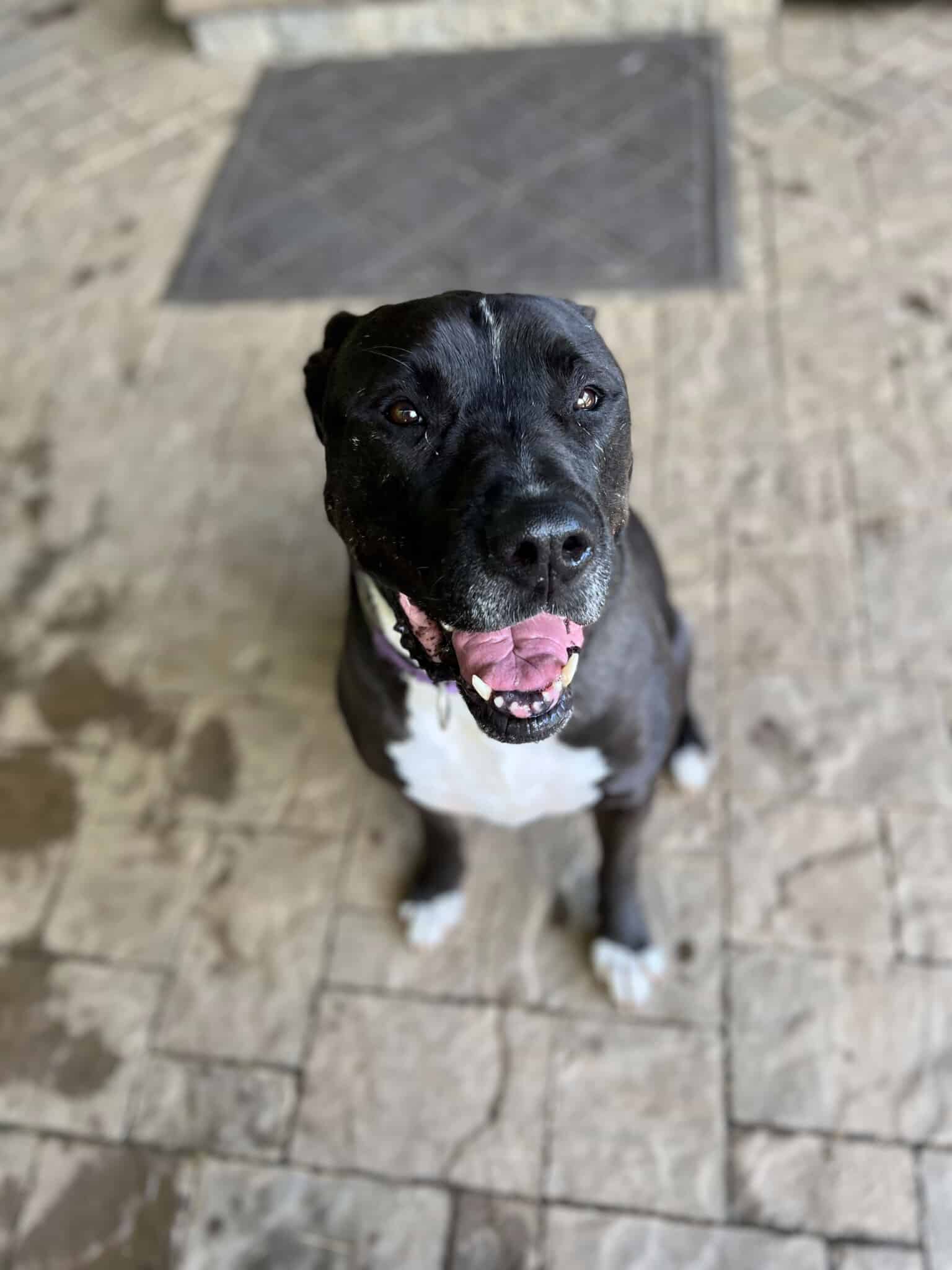 Black and white dog named Chomper sits and smiles at the camera.