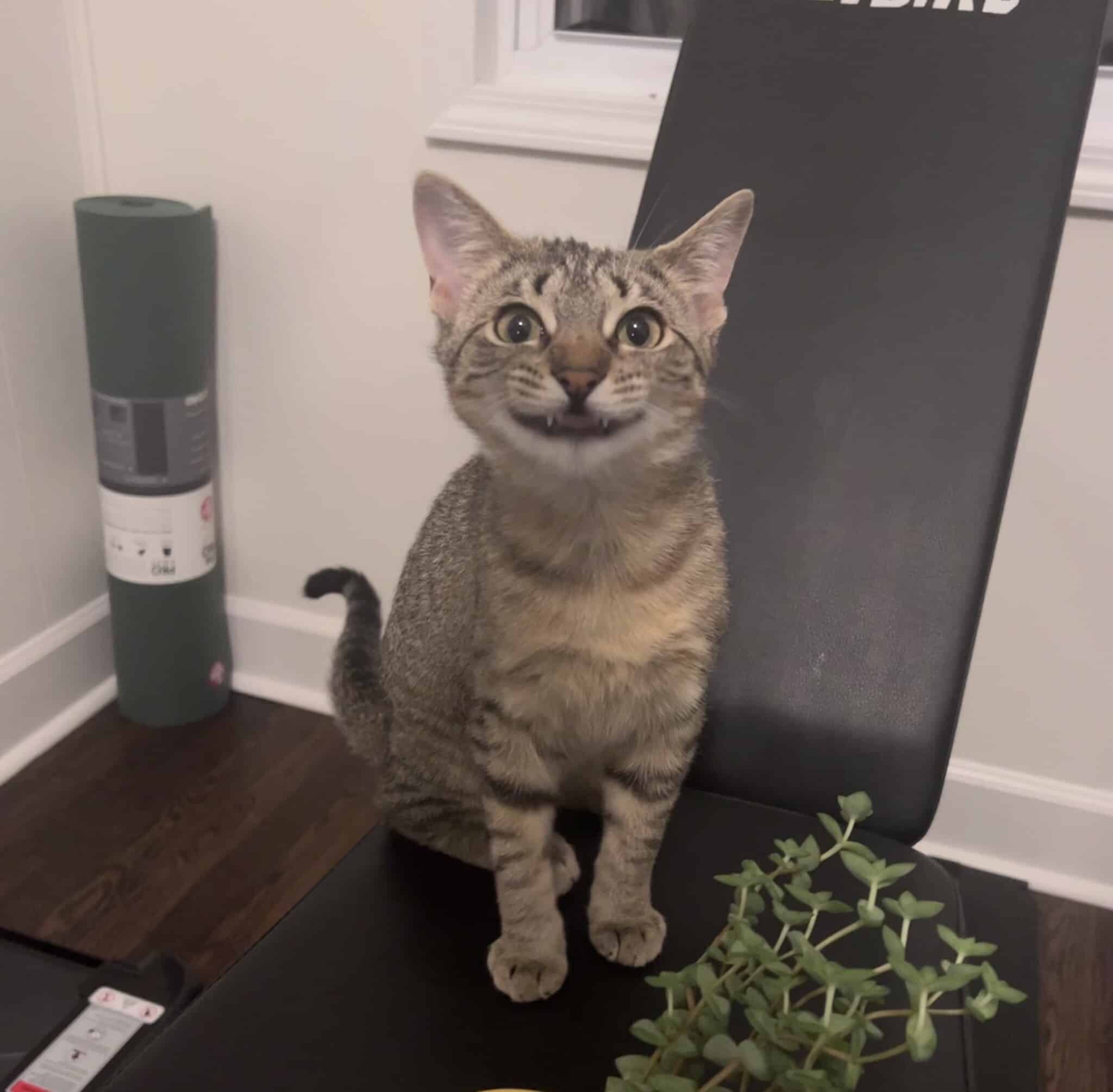 Small gray striped tabby cat smiling for the camera