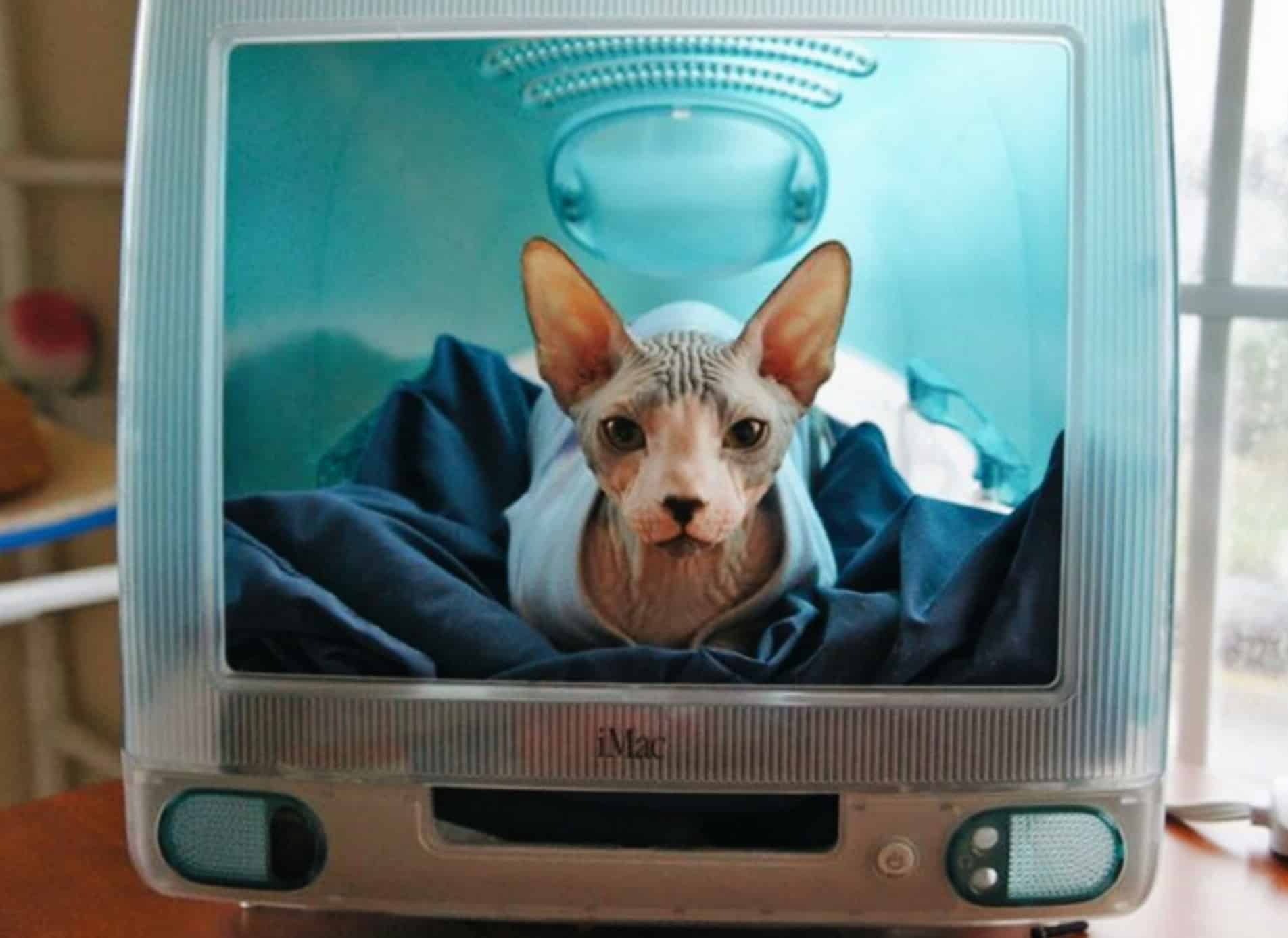 Sphynx cat sitting in his iMac cat bed