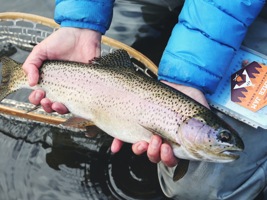A person holds a fish with a next beneath in the water.